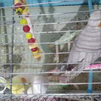 چهار تا  عروس هلندی|پرنده|اردبیل, |دیوار