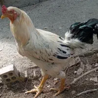 خروس