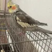 عروس هلندی نر