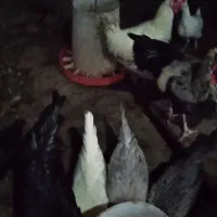 خروس جوان وارگانیک محلی|حیوانات مزرعه|فشاپویه, |دیوار