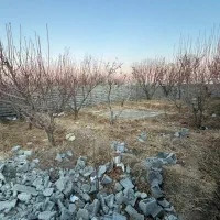 باغچه-چهاردیواری-درخت