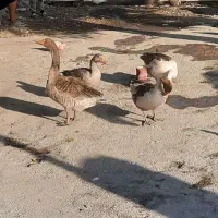 غاز تخم گذار