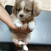 واگذاری سگ پاکوتاه