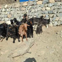 بز و بزغاله ودبر