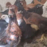 جوجه اصل زابل جان