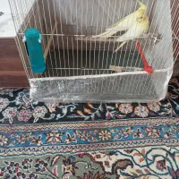 عروس هلندی لوتینو|پرنده|رضویه, |دیوار