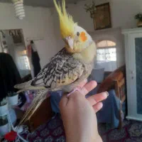 عروس هلندی گمشده|حیوانات|نهاوند, |دیوار