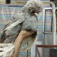 مرغ وخروس سلطان فول