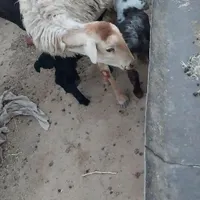 میش وبره