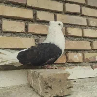 کفتر دوبال سیاه(کبوتر)