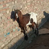 بزمری پرشیر