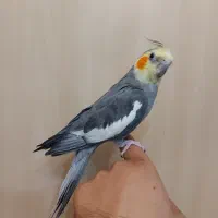 عروس هلندی|پرنده|شیراز, جمهوری|دیوار