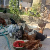 جوجه کاکلی ۷۰ روزه، گلپایگانی