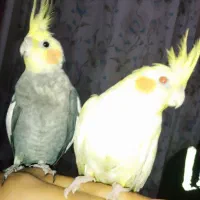 عروس هلندی مولد دوجفت و یک عدد جوجه