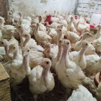 جوجه بوقلمون یک ماهه بیوتی