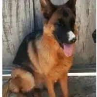 واگذاری ژرمن|سگ|برازجان, |دیوار