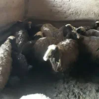 میش شالی