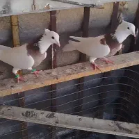 فروش طوقی نرو ماده