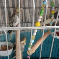 عروس هلندی ۴تانژاددار