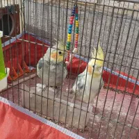 عروس هلندی|پرنده|سیرجان, |دیوار