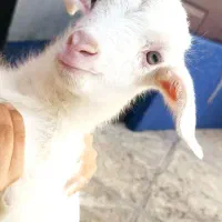 بزغاله شیری سانن