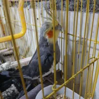 نر سخنگو ۲ ساله