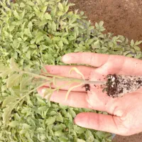 نشا گوجه گلخانه ای
