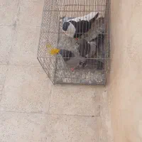 کبوترسیاه چپ چادری نر|پرنده|اسلامشهر, شهرک مهدیه|دیوار