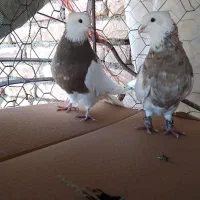 کبوتر طوقی|پرنده|دهگلان, |دیوار