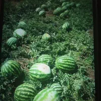 هندوانه گرد سر زمین