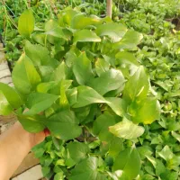 تولیدی گلهای اپارتمانی|گل و گیاه طبیعی|قرچک, صالح آباد|دیوار