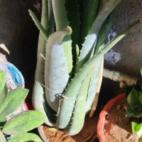 گوشی گ  ل|موبایل|سرپل ذهاب, |دیوار