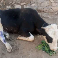 گوساله