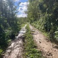 هزار متر زمین باغی با نهال صنوبر