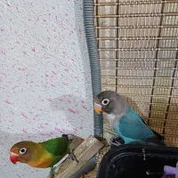 طوطی برزیلی