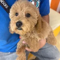 فروش توله پودل وادراتی اصل