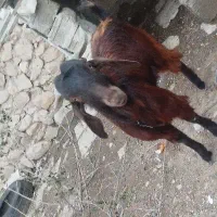 کهره‌ی نر