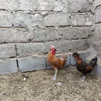 خروس در راور