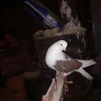 کفتر پشتار.دوکت|پرنده|هریس, |دیوار