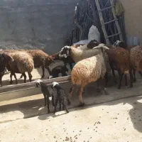 میش وبره|حیوانات مزرعه|کوهدشت, |دیوار