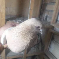 ماده زردی عروسک|پرنده|رباط‌کریم, شترخوار|دیوار