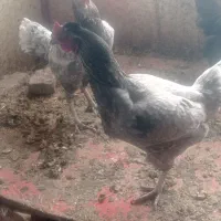 فروش دومرغ لاری اصل رنگ استثنا|حیوانات مزرعه|بانه, |دیوار