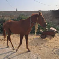 اسب