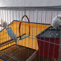 مرغ عشق فول دستی مست آماده