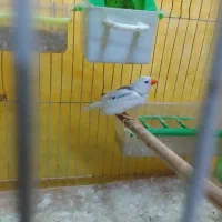 فنچ ماده بالغ