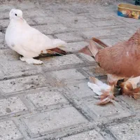 کبوتر پاپر و کاکلی|پرنده|گرگان, |دیوار