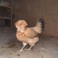 مرغ وخروس زینتی