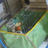 جفت برزیلی یووینگ گلد و پاربلو|پرنده|فردیس, شهرک شهید حسینی|دیوار