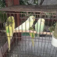 ۵ تا مرغ عشق|پرنده|رشت, سلیمانداراب|دیوار