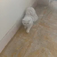 فروش گربه خونگی|گربه|بندر دیر, |دیوار